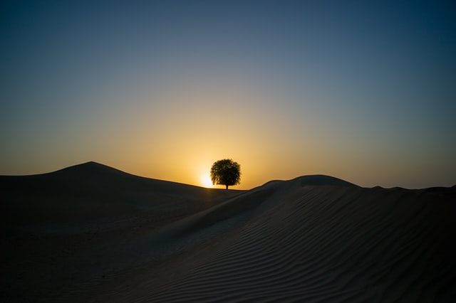 A lone tree in the desert with the sun shining behind it